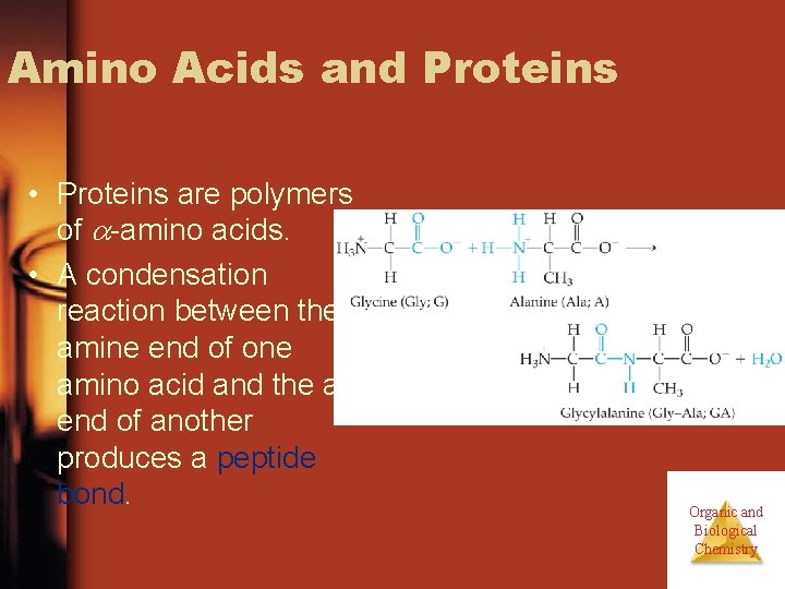 Amino Acids and Proteins • Proteins are polymers of -amino acids. • A condensation Amino Acids and Proteins • Proteins are polymers of -amino acids. • A condensation