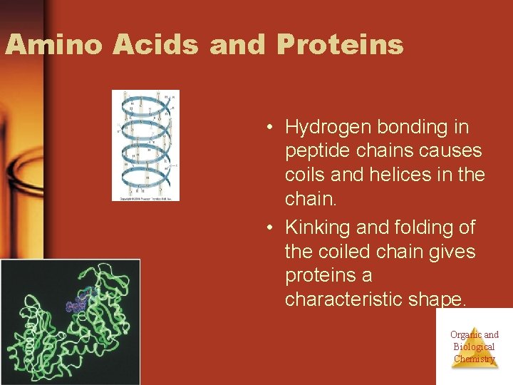Amino Acids and Proteins • Hydrogen bonding in peptide chains causes coils and helices Amino Acids and Proteins • Hydrogen bonding in peptide chains causes coils and helices