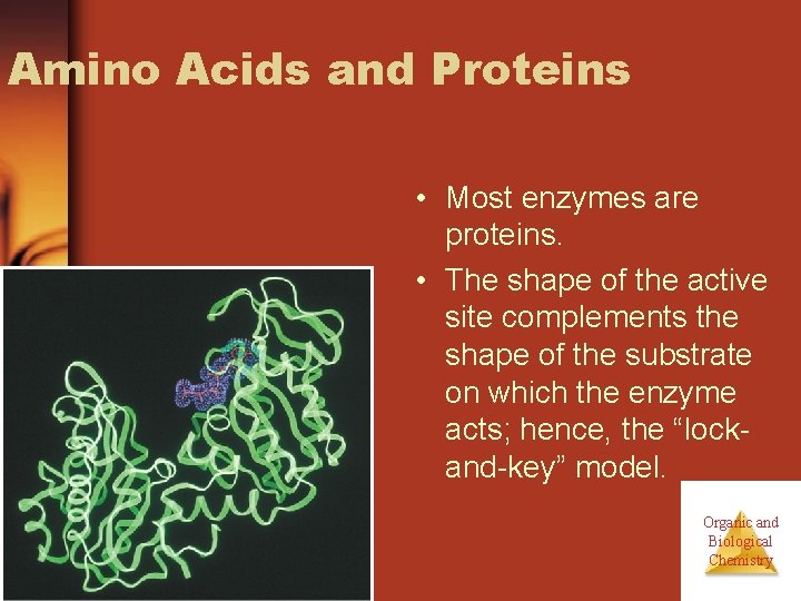 Amino Acids and Proteins • Most enzymes are proteins. • The shape of the