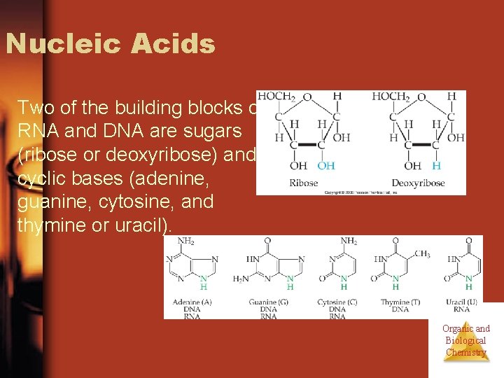 Nucleic Acids Two of the building blocks of RNA and DNA are sugars (ribose