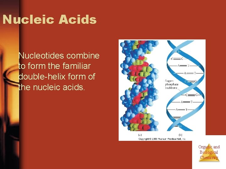 Nucleic Acids Nucleotides combine to form the familiar double-helix form of the nucleic acids.