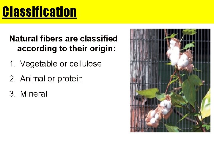 Classification Natural fibers are classified according to their origin: 1. Vegetable or cellulose 2.