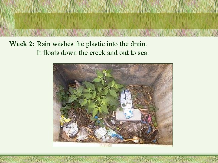 Week 2: Rain washes the plastic into the drain. It floats down the creek