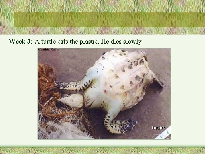 Week 3: A turtle eats the plastic. He dies slowly 