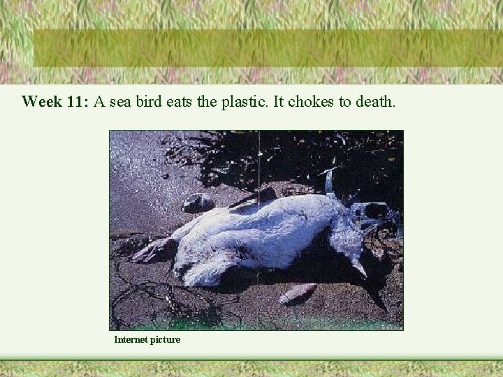 Week 11: A sea bird eats the plastic. It chokes to death. Internet picture