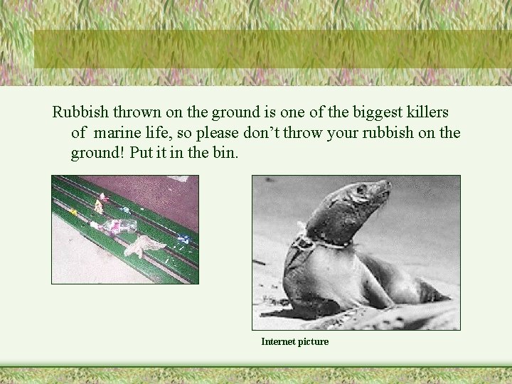 Rubbish thrown on the ground is one of the biggest killers of marine life,