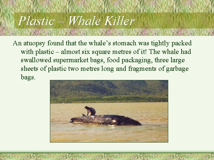 Plastic – Whale Killer An atuopsy found that the whale’s stomach was tightly packed