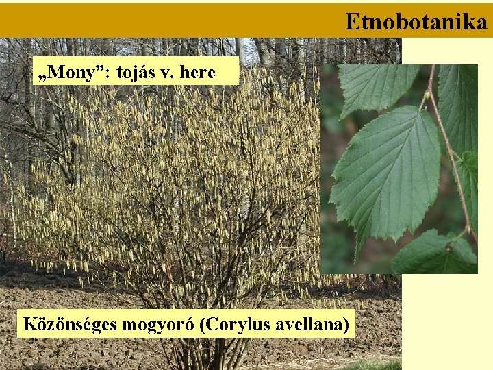 Etnobotanika „Mony”: tojás v. here Közönséges mogyoró (Corylus avellana) 