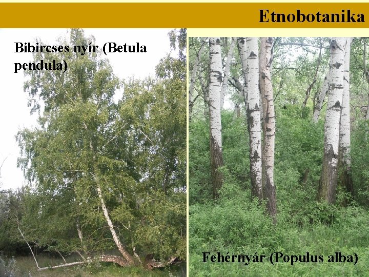 Etnobotanika Bibircses nyír (Betula pendula) Fehérnyár (Populus alba) 