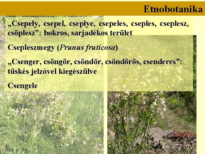 Etnobotanika „Csepely, csepel, cseplye, csepeles, cseplesz, csöplesz”: bokros, sarjadékos terület Csepleszmegy (Prunus fruticosa) „Csenger,