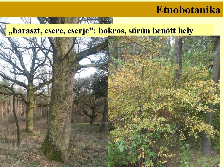 Etnobotanika „haraszt, csere, cserje”: bokros, sűrűn benőtt hely 