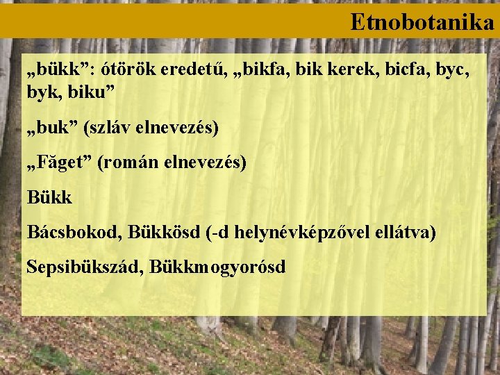 Etnobotanika „bükk”: ótörök eredetű, „bikfa, bik kerek, bicfa, byc, byk, biku” „buk” (szláv elnevezés)
