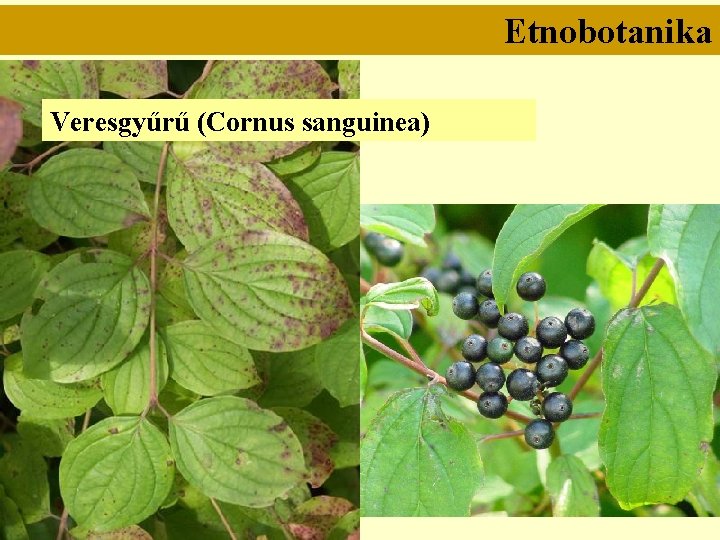 Etnobotanika Veresgyűrű (Cornus sanguinea) 