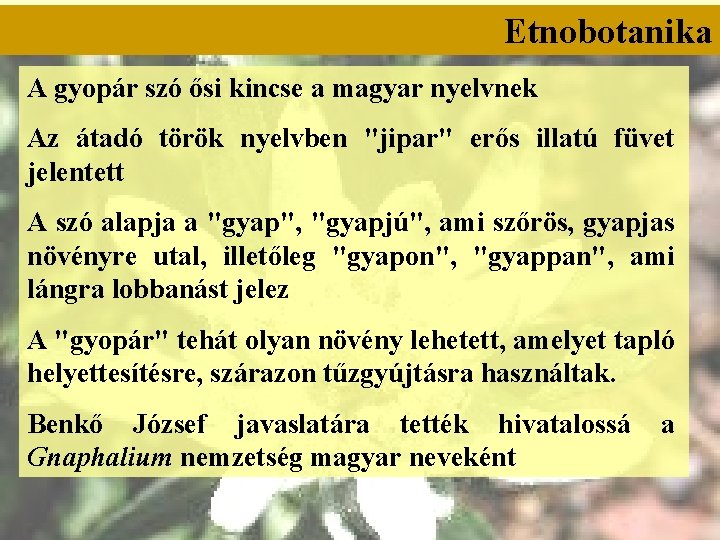 Etnobotanika A gyopár szó ősi kincse a magyar nyelvnek Az átadó török nyelvben "jipar"