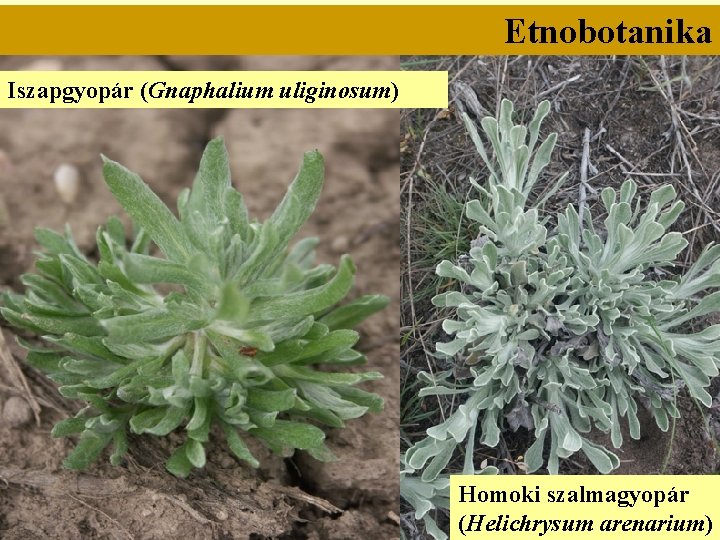 Etnobotanika Iszapgyopár (Gnaphalium uliginosum) Homoki szalmagyopár (Helichrysum arenarium) 