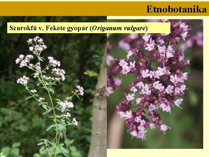 Etnobotanika Szurokfű v. Fekete gyopár (Origanum vulgare) 