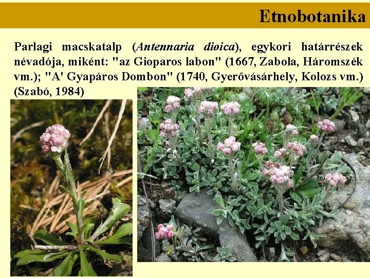 Etnobotanika Parlagi macskatalp (Antennaria dioica), egykori határrészek névadója, miként: "az Gioparos labon" (1667, Zabola,