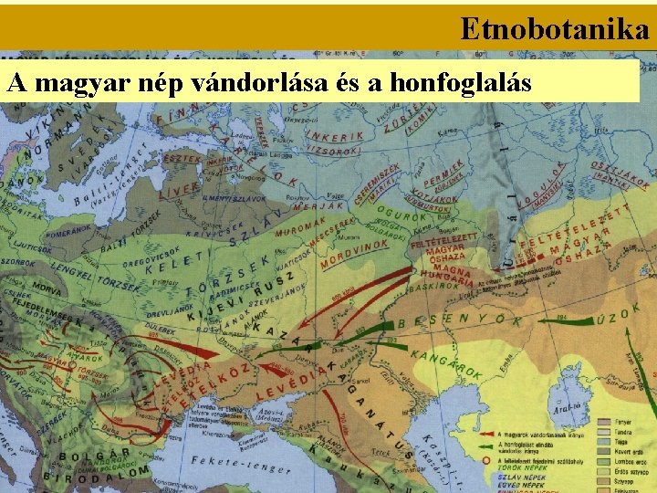 Etnobotanika A magyar nép vándorlása és a honfoglalás 