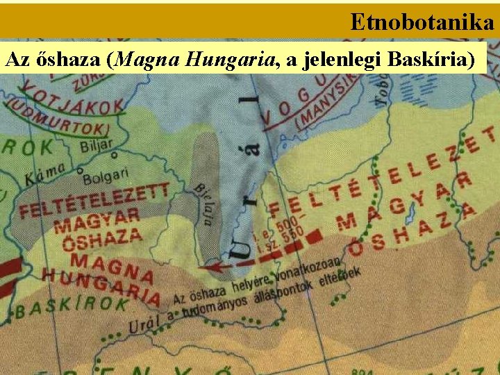 Etnobotanika Az őshaza (Magna Hungaria, a jelenlegi Baskíria) 