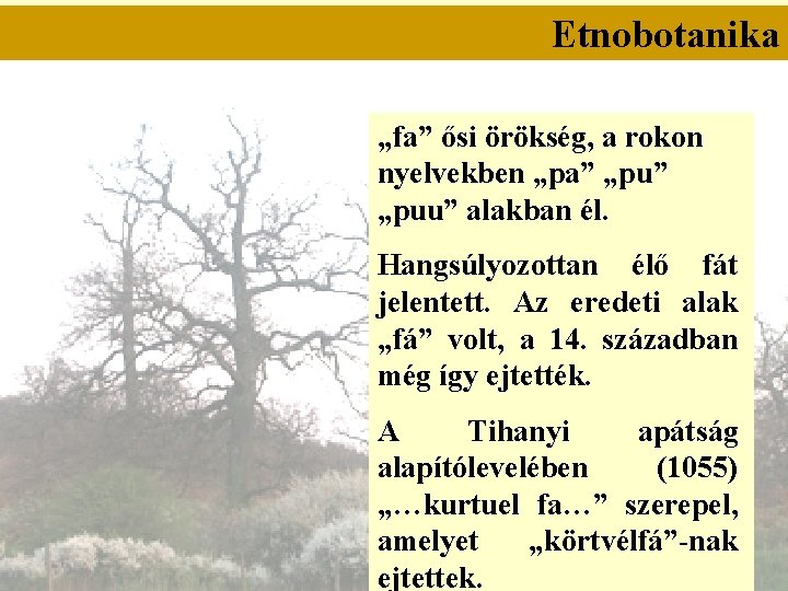 Etnobotanika „fa” ősi örökség, a rokon nyelvekben „pa” „puu” alakban él. Hangsúlyozottan élő fát