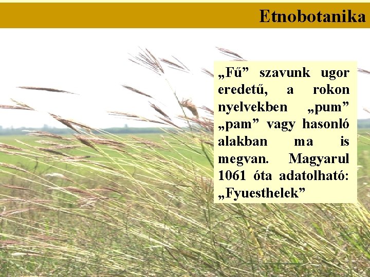 Etnobotanika „Fű” szavunk ugor eredetű, a rokon nyelvekben „pum” „pam” vagy hasonló alakban ma