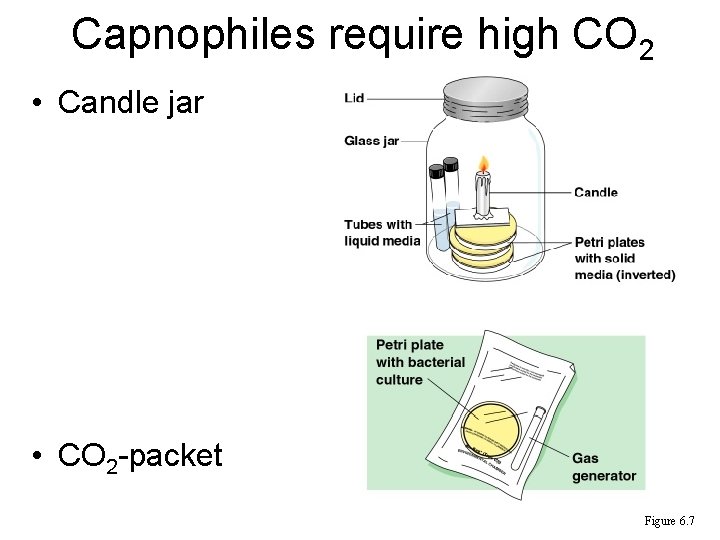 Capnophiles require high CO 2 • Candle jar • CO 2 -packet Figure 6.