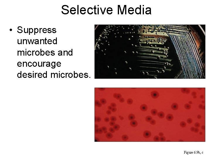 Selective Media • Suppress unwanted microbes and encourage desired microbes. Figure 6. 9 b,