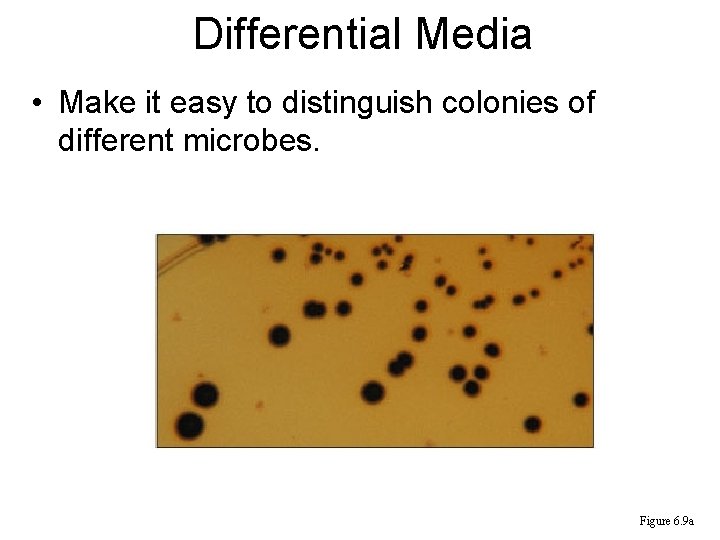 Differential Media • Make it easy to distinguish colonies of different microbes. Figure 6.