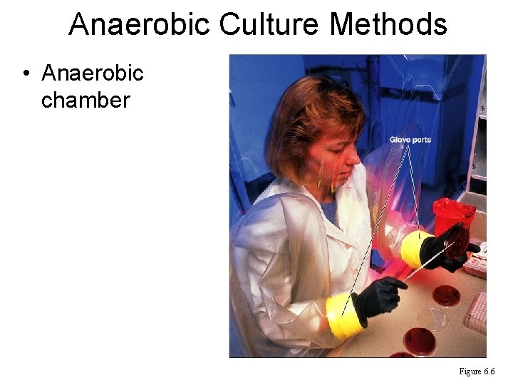 Anaerobic Culture Methods • Anaerobic chamber Figure 6. 6 