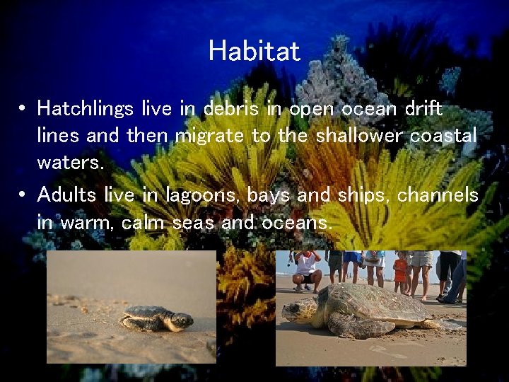 Habitat • Hatchlings live in debris in open ocean drift lines and then migrate