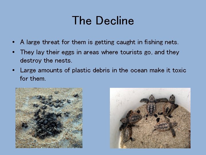 The Decline • A large threat for them is getting caught in fishing nets.