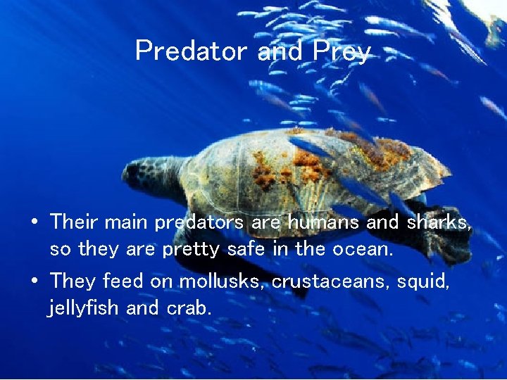 Predator and Prey • Their main predators are humans and sharks, so they are