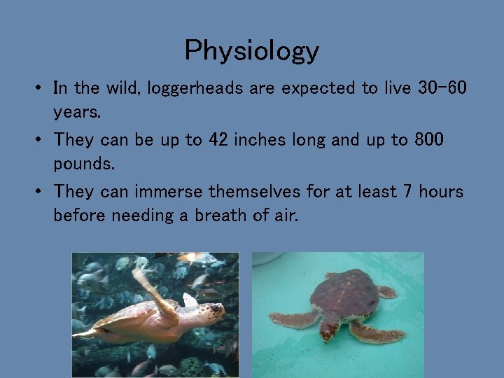 Physiology • In the wild, loggerheads are expected to live 30 -60 years. •