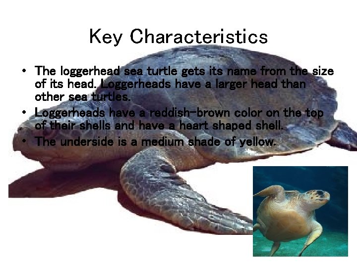 Key Characteristics • The loggerhead sea turtle gets its name from the size of