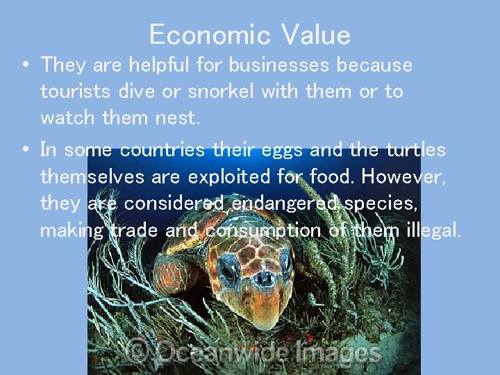 Economic Value • They are helpful for businesses because tourists dive or snorkel with