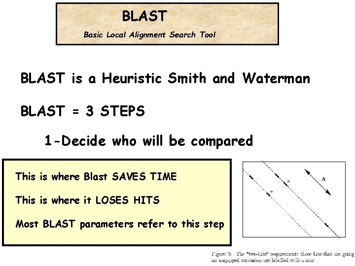 BLAST Basic Local Alignment Search Tool BLAST is a Heuristic Smith and Waterman BLAST