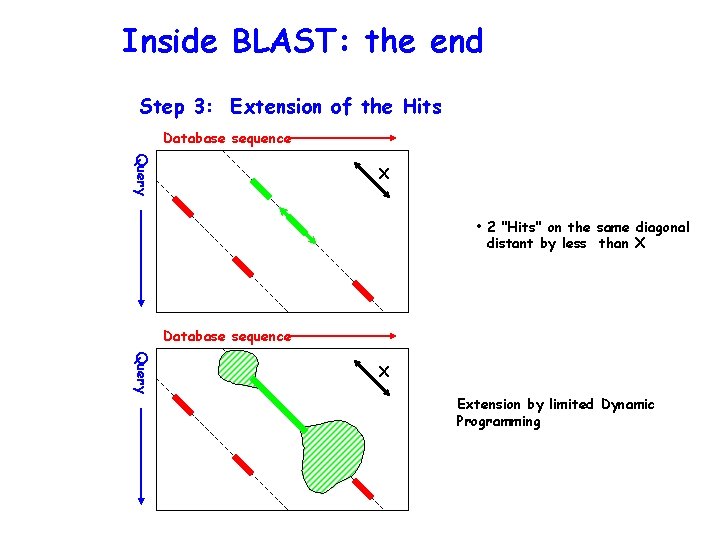 Inside BLAST: the end Step 3: Extension of the Hits Database sequence Query X