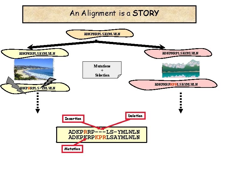 An Alignment is a STORY ADKPKRPLSAYMLWLN Mutations + Selection ADKPKRPKPRLSAYMLWLN ADKPRRPLS-YMLWLN Insertion Deletion ADKPRRP---LS-YMLWLN