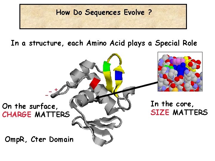 How Do Sequences Evolve ? In a structure, each Amino Acid plays a Special