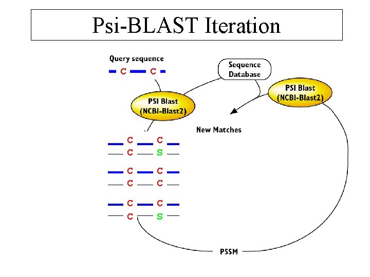 Psi-BLAST Iteration C C CC S C CC C C S 