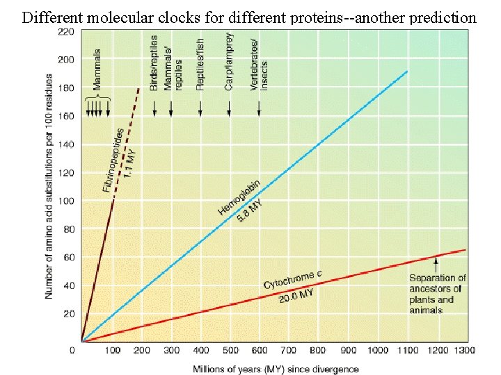 Different molecular clocks for different proteins--another prediction 