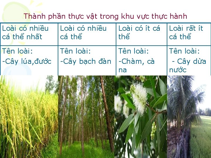 Thành phần thực vật trong khu vực thực hành Loài có nhiều cá thể