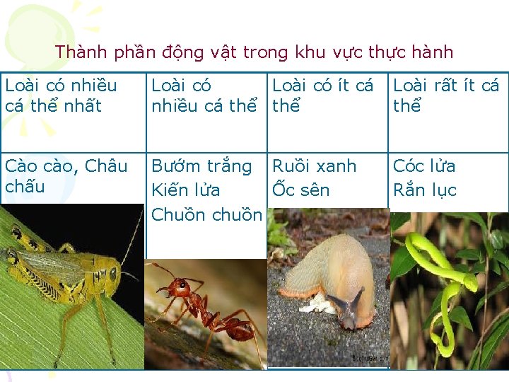 Thành phần động vật trong khu vực thực hành Loài có nhiều cá thể