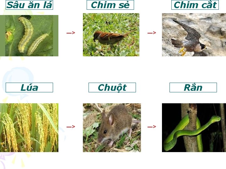 Sâu ăn lá Chim sẻ ―> Lúa Chim cắt ―> Chuột ―> Rắn ―>