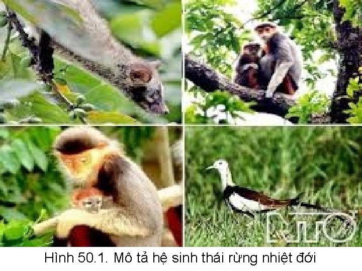 Hình 50. 1. Mô tả hệ sinh thái rừng nhiệt đới 