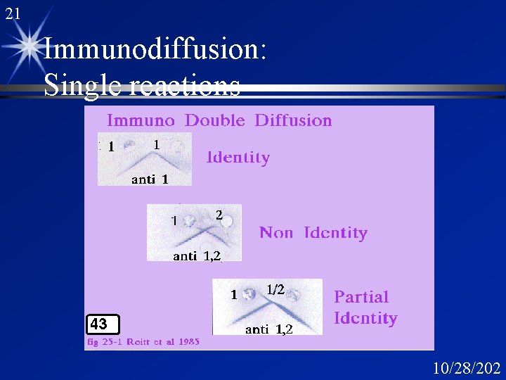 21 Immunodiffusion: Single reactions 10/28/202 