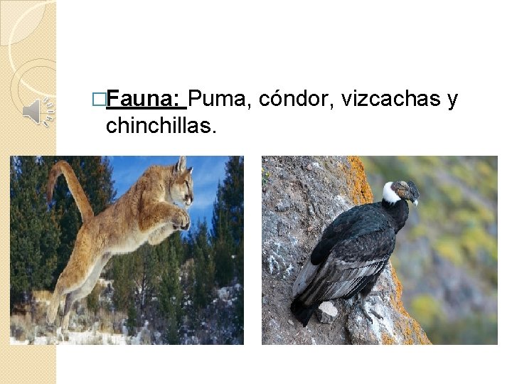 �Fauna: Puma, cóndor, vizcachas y chinchillas. 