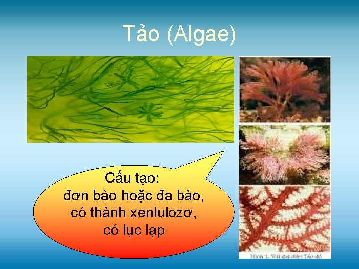 Tảo (Algae) Cấu tạo: đơn bào hoặc đa bào, có thành xenlulozơ, có lục