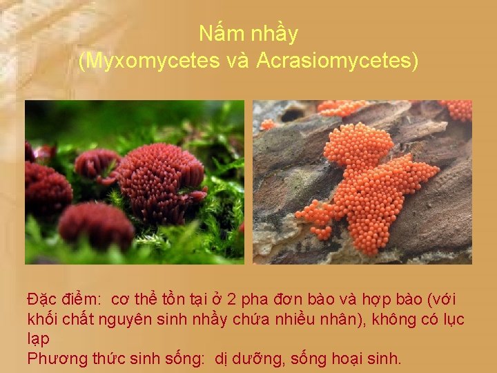 Nấm nhầy (Myxomycetes và Acrasiomycetes) Đặc điểm: cơ thể tồn tại ở 2 pha