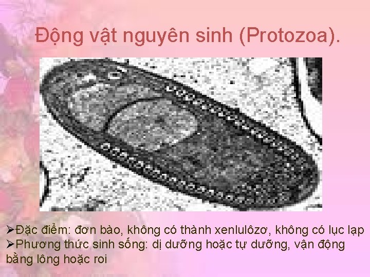 Động vật nguyên sinh (Protozoa). ØĐặc điểm: đơn bào, không có thành xenlulôzơ, không